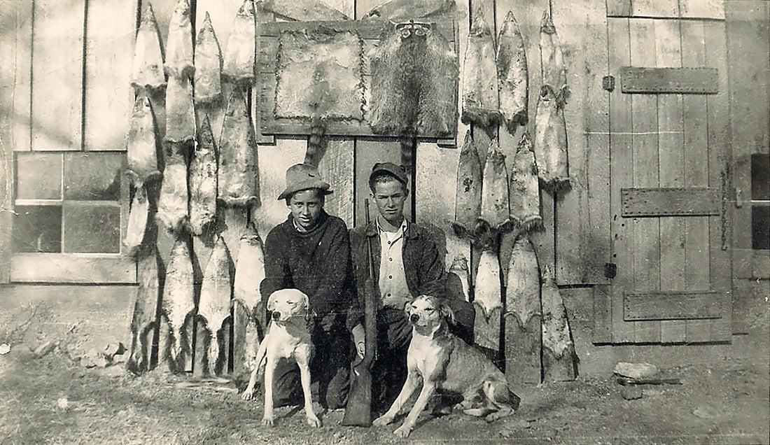 Hunting with Curs 40 Years Ago