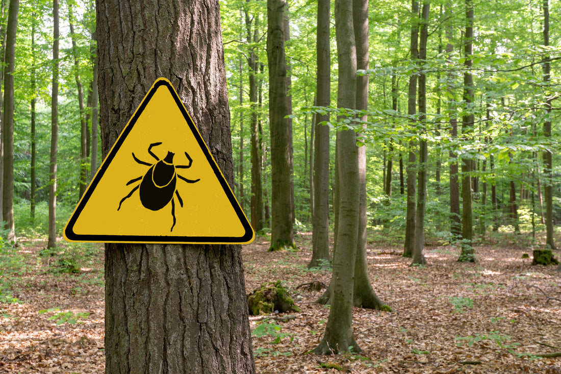 2025 Parasite Forecast Shows Rising Risks for Hunting Dogs